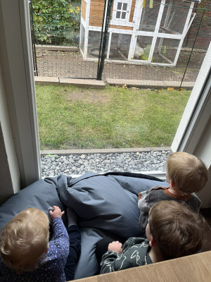 &quot;Hühnerkino&quot; im Wohnzimmer